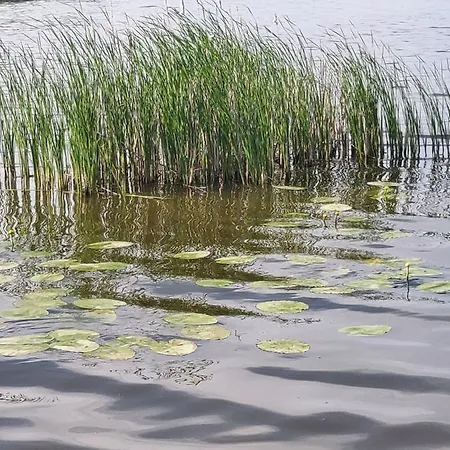 Lawendowy Nr 6 Boszkowo